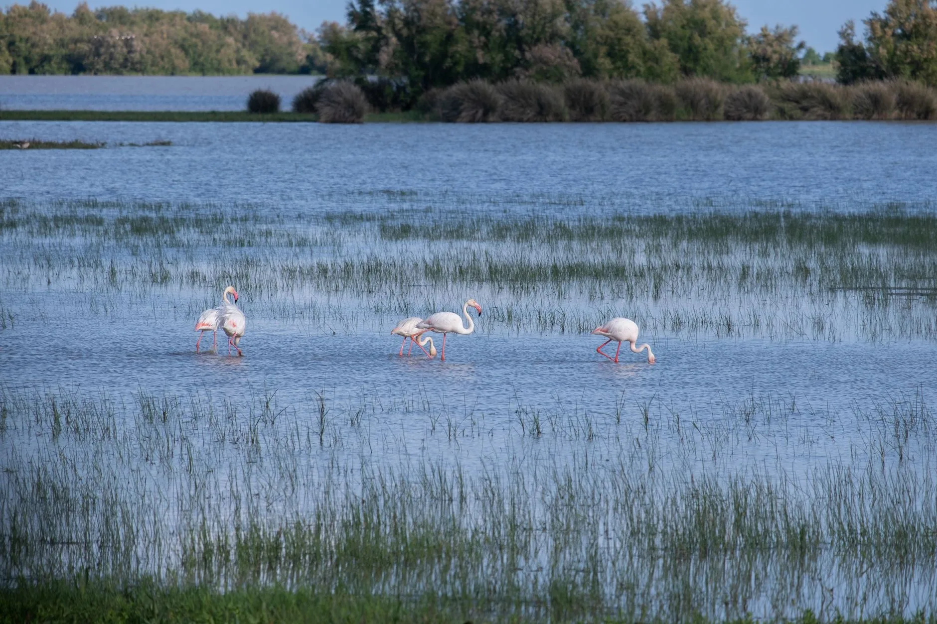 Observer les flamants roses et les oiseaux