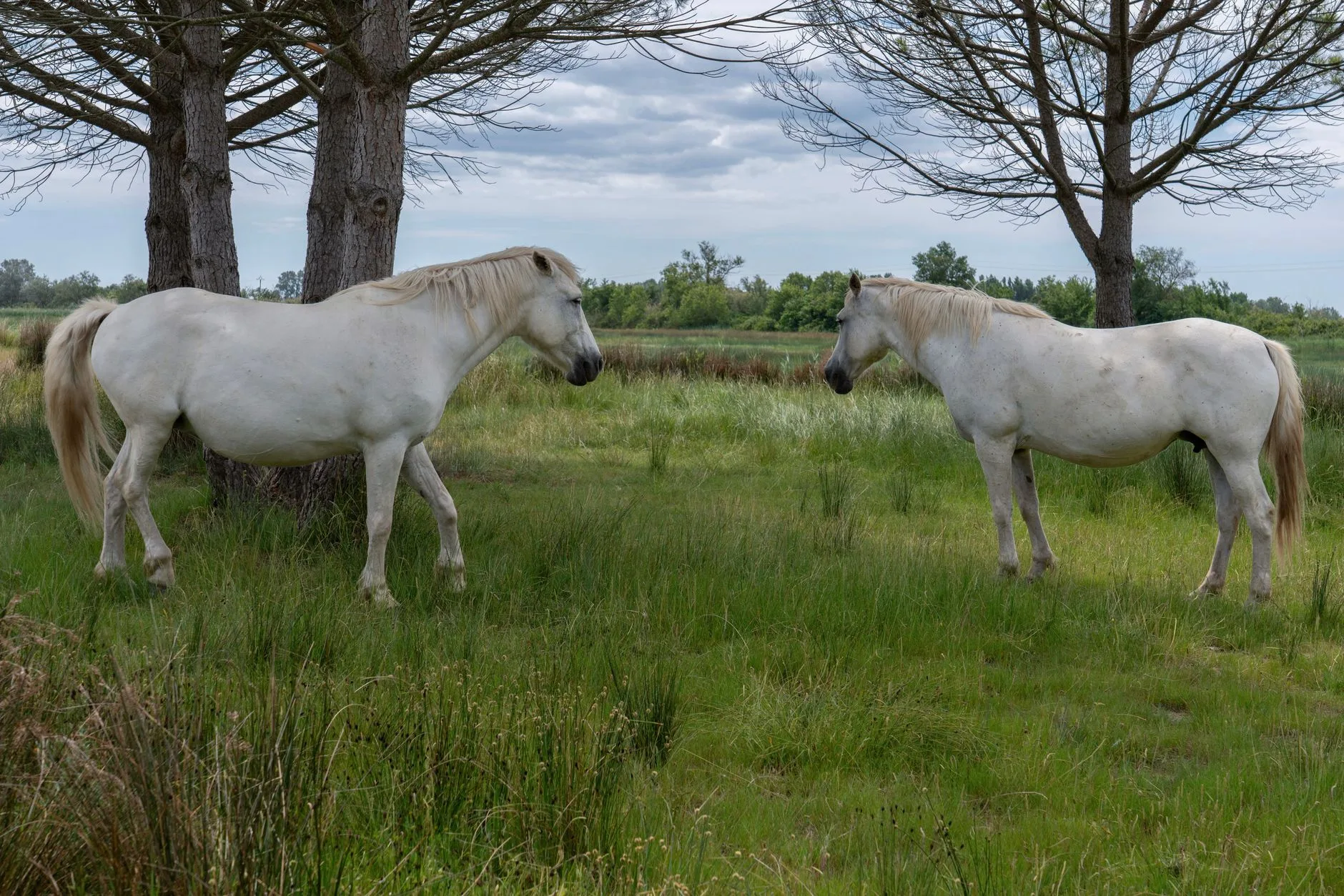 Une balade à cheval au pays des gardians