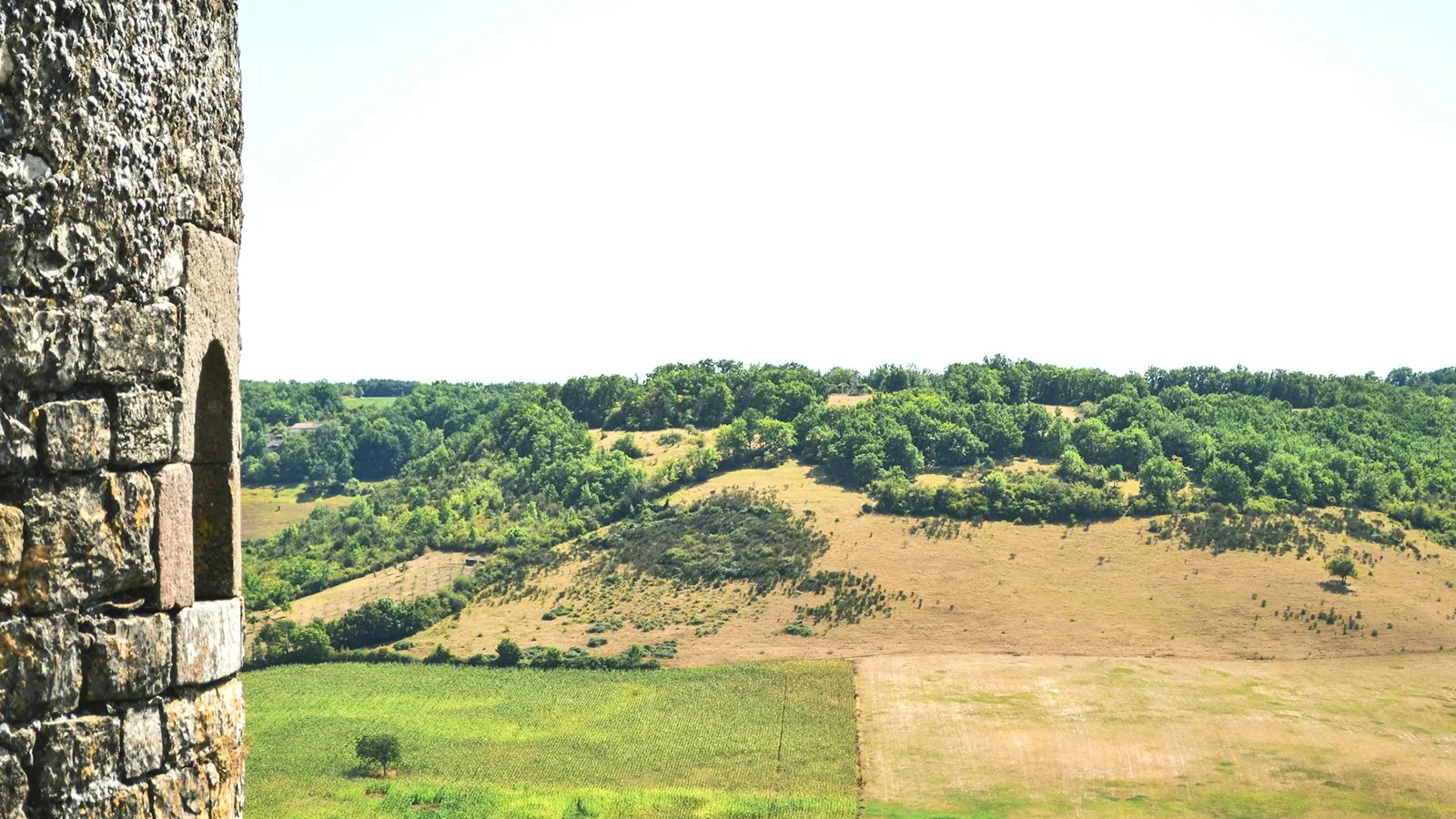 Vignoble provençal au pied d'une colline sous le soleil